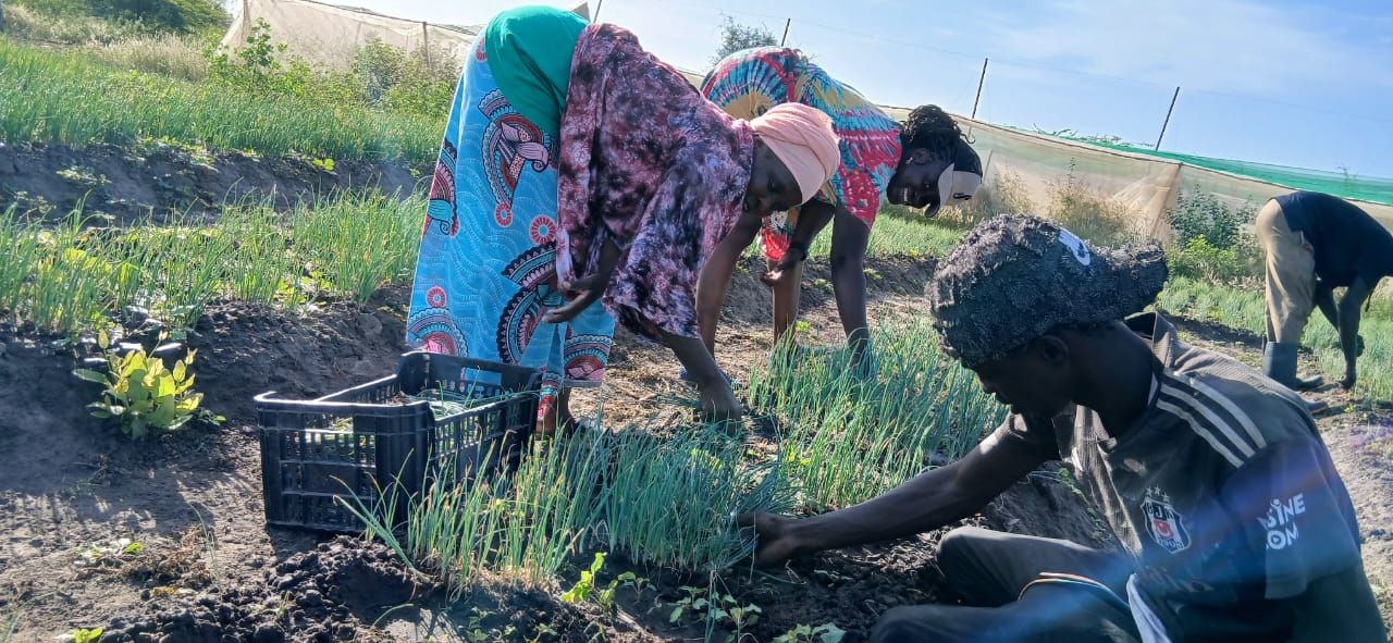 Formation : repiquage en groupe, plants sortis d'une caisse