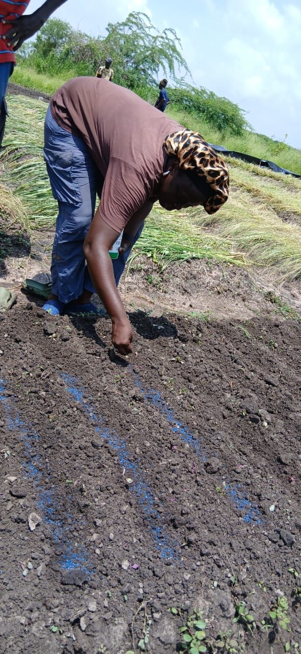Formation : mise en place des plants le long des repères