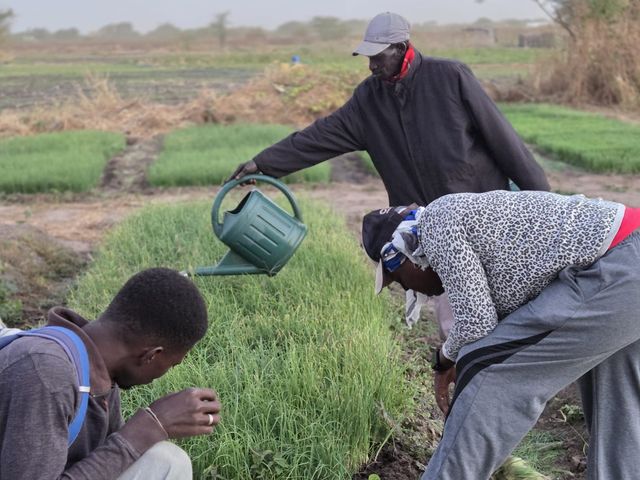 Arrosage et contrôle des plants en pépinière